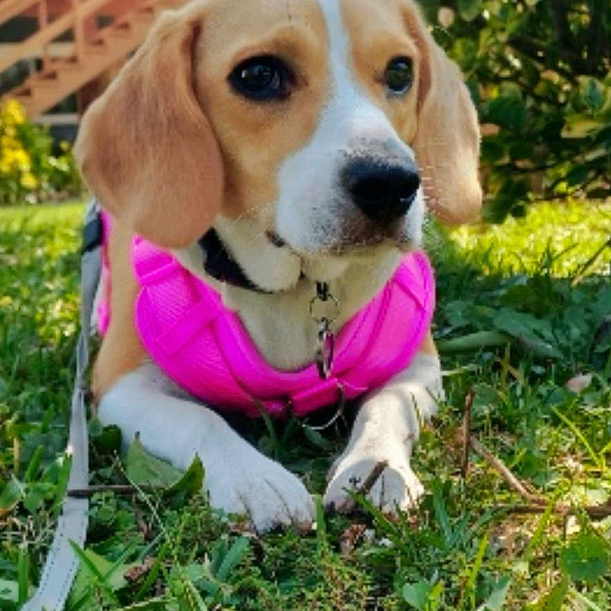 Daisy joined the competition — help win amazing prizes! animal, architecture, backyard, beagle, building, canine, dog, grass, herbal, herbs, hound, nature, outdoors, pet, plant, puppy, shelter, tree, vegetation, yard