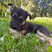 Freya participe au concours pour gagner de l'argent avec cette photo : puppy, dog, animal, black_and_tan, grass, outdoors, forest, nature, portrait, close_up, lying_down, young, fur, floppy_ears, tail, eyes, snout, greenery, sunlight, backyard
