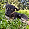 puppy, dog, animal, black_and_tan, grass, outdoors, forest, nature, portrait, close_up, lying_down, young, fur, floppy_ears, tail, eyes, snout, greenery, sunlight, backyard