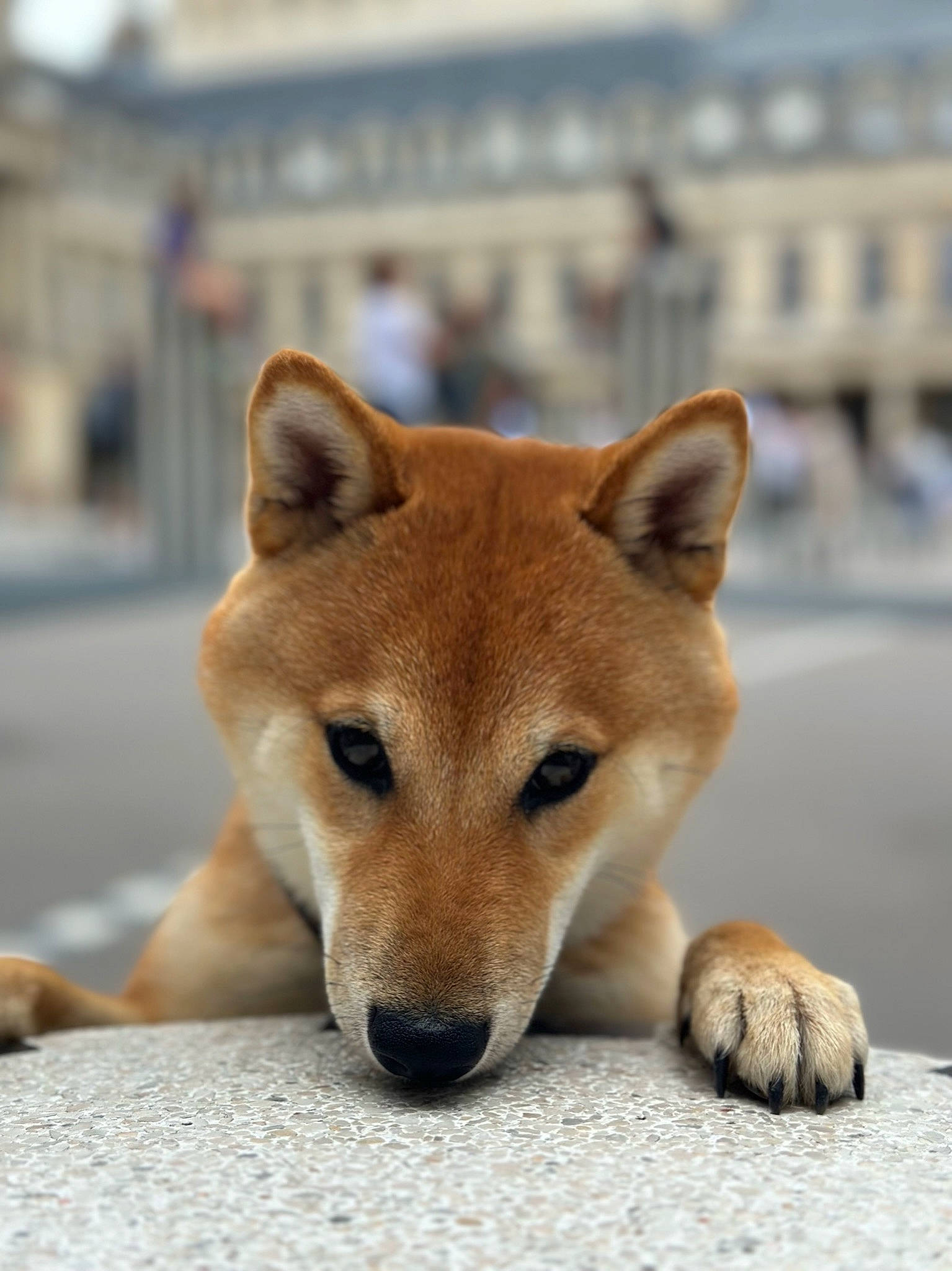 Aki participe au concours pour gagner de l'argent avec cette photo : ancient_dog_breeds, canidae, canis, carnivore, companion_dog, dingo, dog, dog_breed, fawn, fur, non_sporting_group, snout, sporting_group, tail, terrestrial_animal, whiskers, wildlife, working_animal