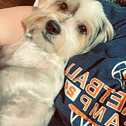 Noah Bear is registered to the contest to win money with this photo: dog, pet, white_fur, tan_fur, close_up, indoor, human_arm, tshirt, text_on_clothing, relaxed, cozy, companion, animal, cute, fur, face, snout, laying_down, resting, domestic