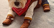 Noah Bear is registered to the contest to win money with this photo: dog, cowboy_costume, hat, bandana, boots, denim, pet, animal, indoor, carpet, brown, cute, costume, portrait, looking_at_camera, domestic_animal, fur, ears, whiskers, adorable