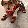 dog, cowboy_costume, hat, bandana, boots, denim, pet, animal, indoor, carpet, brown, cute, costume, portrait, looking_at_camera, domestic_animal, fur, ears, whiskers, adorable