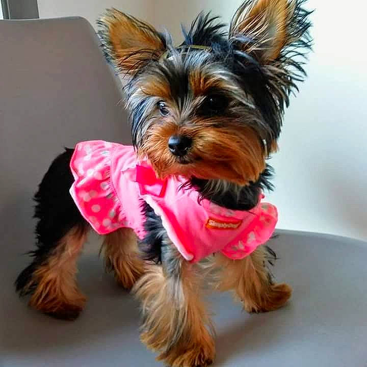 Sweet Polly Purebred is registered to the contest to win money with this photo: australian_silky_terrier, australian_terrier, biewer_terrier, canidae, carnivore, companion_dog, dog, dog_breed, dog_clothes, dog_supply, puppy, rare_breed_dog, small_terrier, snout, terrier, toy_dog, yorkipoo, yorkshire_terrier