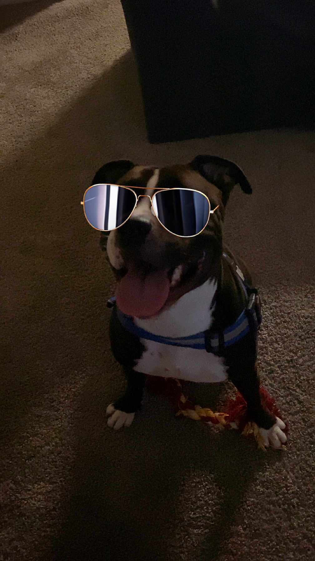Bentio joined the competition — help win amazing prizes! animal, aviator, black_and_white, canine, carpet, collar, dog, domestic, fur, happy, indoor, leash, pet, playful, reflection, shadow, sitting, sunglasses, tongue_out, toy