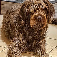 Ruby participe au concours pour gagner de l'argent avec cette photo : animal, brown, canine, companion, cute, dog, domestic, floor_tiles, fur, furry, home, indoor, laying_down, long_hair, mammal, pet, portrait, relaxed, resting, shaggy_fur