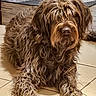 animal, brown, canine, companion, cute, dog, domestic, floor_tiles, fur, furry, home, indoor, laying_down, long_hair, mammal, pet, portrait, relaxed, resting, shaggy_fur