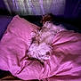 Fruit Loop joined the competition — help win amazing prizes! dog, pillow, bed, blanket, fur, purple_lighting, sleeping, cozy, indoor, resting, pet, fluffy, comfort, relaxation, home, animal, soft_texture, pink, brown, fur_texture
