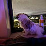 Fruit Loop joined the competition — help win amazing prizes! dog, windowsill, night, window_screen, pet_products, indoor, fluffy, looking_out, evening, lights, houseplant, bottle, container, blurred_background, furniture, soft_light, domestic, small_dog, window_frame, resting