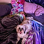 Fruit Loop joined the competition — help win amazing prizes! animal, bed, blanket, child, comfort, cozy, cute, dog, fur, home, indoor, pet, pillow, pink, plush, purple, relaxation, resting, sleeping, stuffed_toy