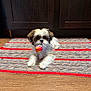 dog, puppy, toy, rug, wood_floor, indoor, pet, canine, small_dog, fur, brown_and_white, playful, lying_down, domestic_animal, home_interior, cabinet, wooden_cabinet, colorful, striped_toy, cute