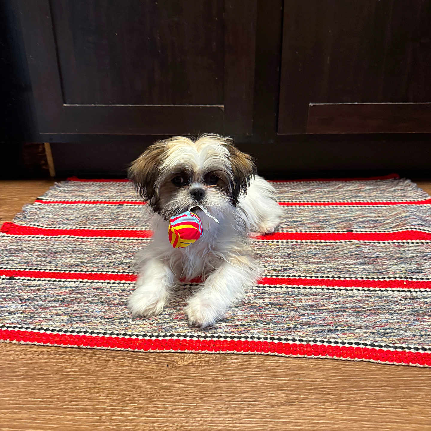 Fruit Loop joined the competition — help win amazing prizes! brown_and_white, cabinet, canine, colorful, cute, dog, domestic_animal, fur, home_interior, indoor, lying_down, pet, playful, puppy, rug, small_dog, striped_toy, toy, wood_floor, wooden_cabinet