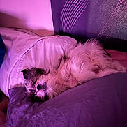 Fruit Loop joined the competition — help win amazing prizes! dog, sleeping, bed, pillow, blanket, fur, cozy, indoor, rest, pet, cute, relaxation, purple_light, comfort, animal, fur_texture, snuggle, headboard, fur_pattern, domestic