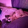 dog, sleeping, bed, pillow, blanket, fur, cozy, indoor, rest, pet, cute, relaxation, purple_light, comfort, animal, fur_texture, snuggle, headboard, fur_pattern, domestic