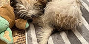 Fruit Loop joined the competition — help win amazing prizes! dog, sleeping, fluffy, plush_toy, striped_towel, indoor, cozy, resting, fur, blanket, paw, relaxed, paper, tattoo, person, arm, brown, white, soft_toy, floor