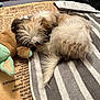 dog, sleeping, fluffy, plush_toy, striped_towel, indoor, cozy, resting, fur, blanket, paw, relaxed, paper, tattoo, person, arm, brown, white, soft_toy, floor