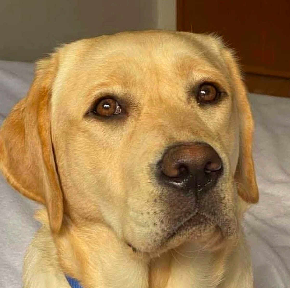 Ruby participe au concours pour gagner de l'argent avec cette photo : animal, brown_eyes, canine, close_up, collar, companion, cute, dog, domestic, ears, face, fur, golden, indoors, labrador, mammal, nose, pet, portrait, resting
