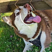 Ulk participe au concours pour gagner de l'argent avec cette photo : dog, husky, tongue, open_mouth, grass, outdoor, sunlight, happy, pet, canine, animal, playful, nature, wood, leash, fur, white, brown, ears, lying_down