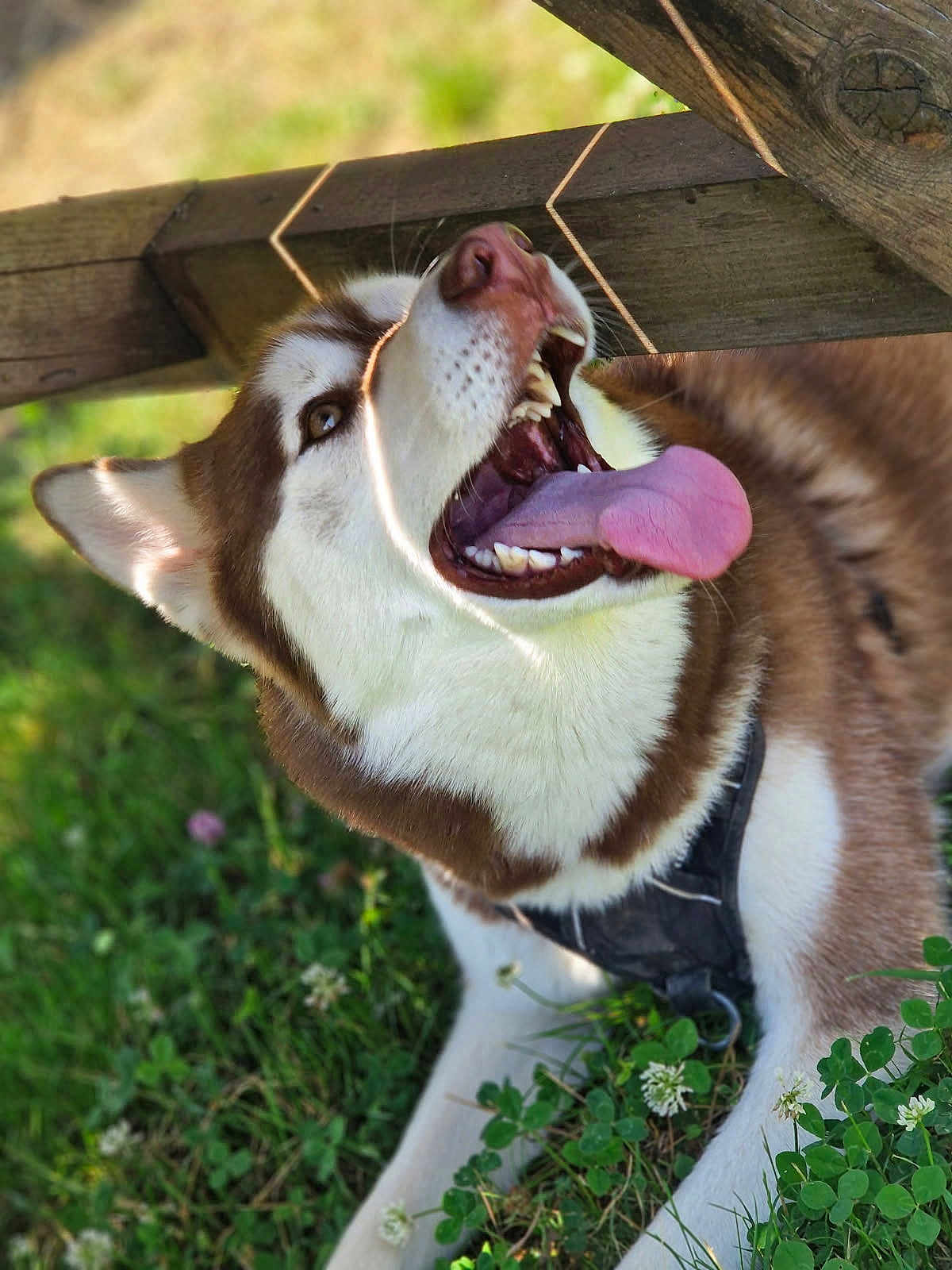 Ulk participe au concours pour gagner de l'argent avec cette photo : dog, husky, tongue, open_mouth, grass, outdoor, sunlight, happy, pet, canine, animal, playful, nature, wood, leash, fur, white, brown, ears, lying_down