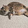 cat, tabby, fluffy, pet, animal, floor, tile_floor, lying_down, relaxed, curious, green_eyes, white_paws, indoor, fur, cute, whiskers, mammal, domestic_cat, resting, feline