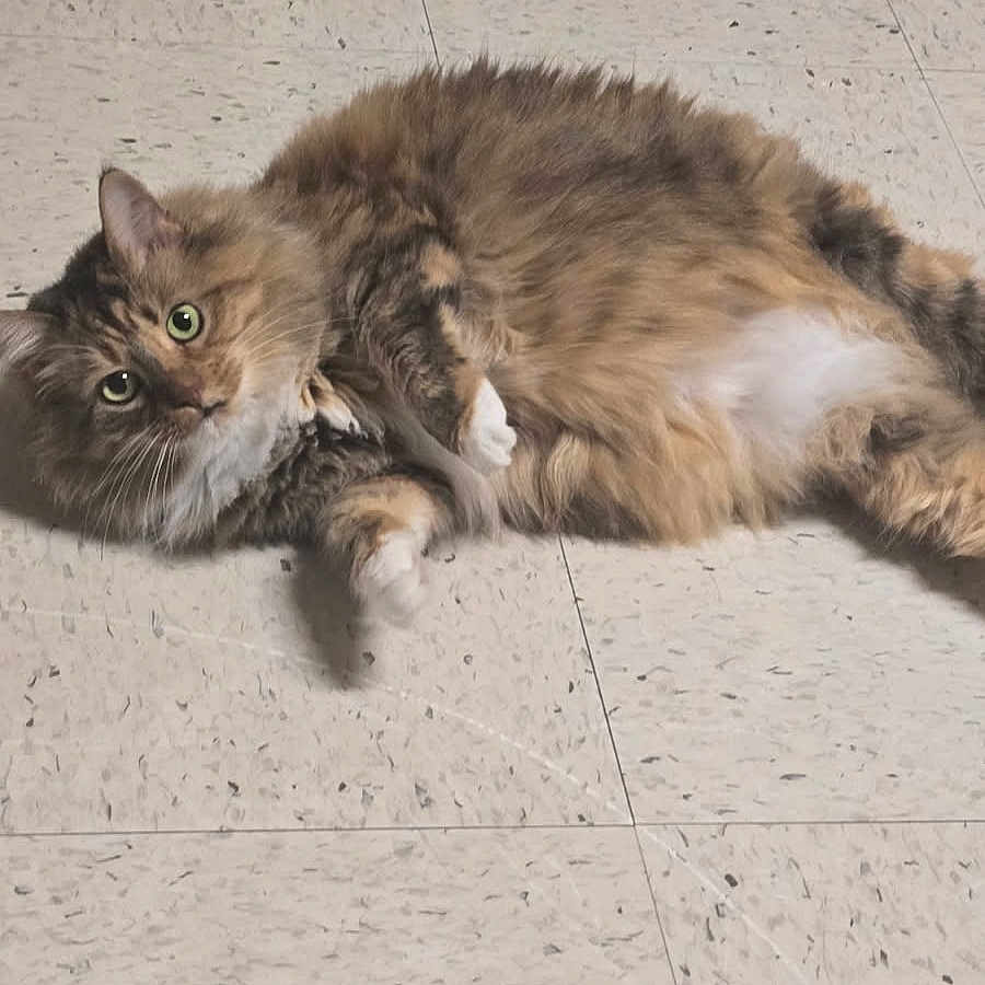 Lark is registered to the contest to win money with this photo: cat, tabby, fluffy, pet, animal, floor, tile_floor, lying_down, relaxed, curious, green_eyes, white_paws, indoor, fur, cute, whiskers, mammal, domestic_cat, resting, feline