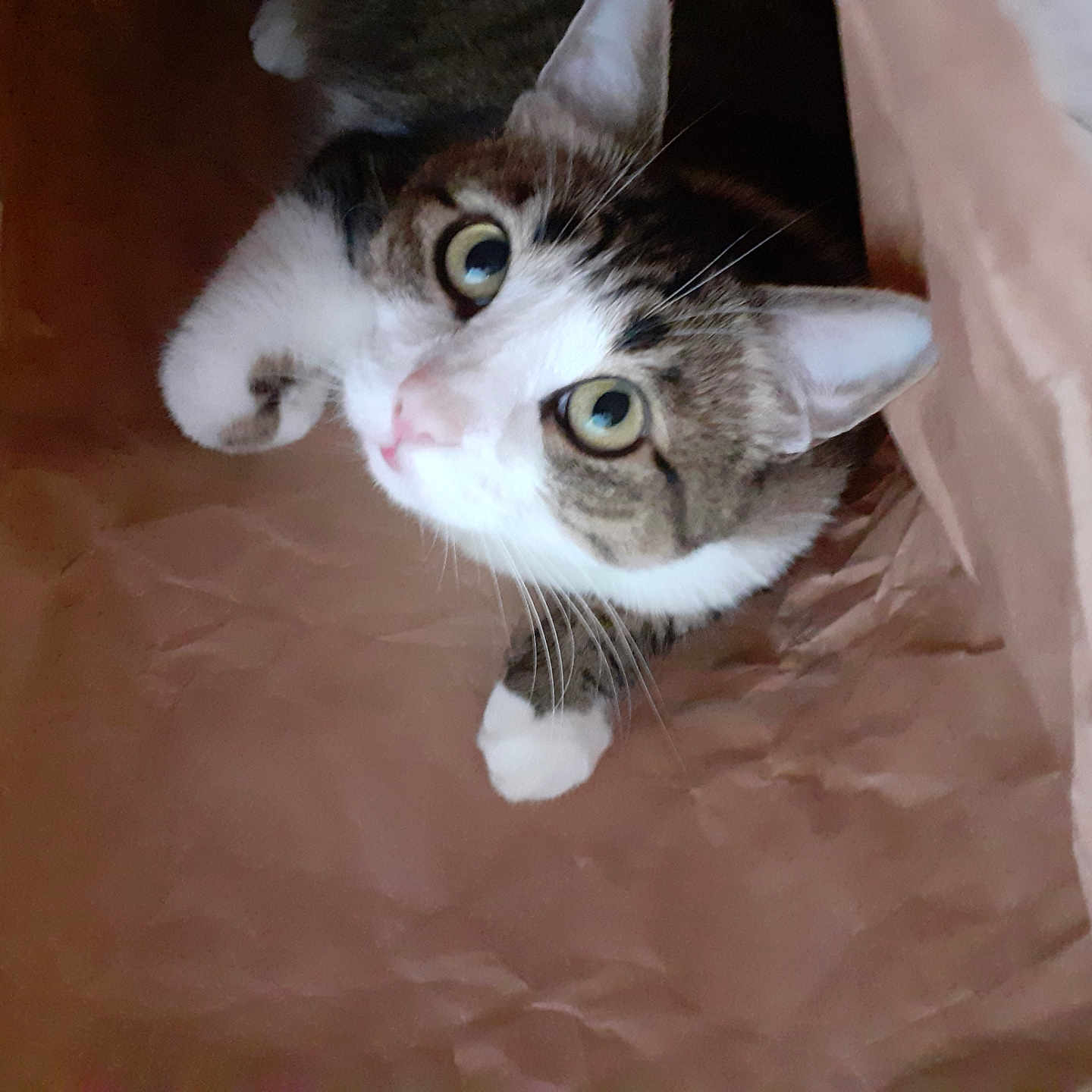 Lynx