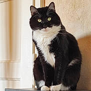 Félix participe au concours pour gagner de l'argent avec cette photo : cat, black_and_white, indoor, feline, pet, sitting, curious, green_eyes, fur, whiskers, door, wall, furniture, portrait, close_up, domestic_animal, cute, animal, quiet, calm