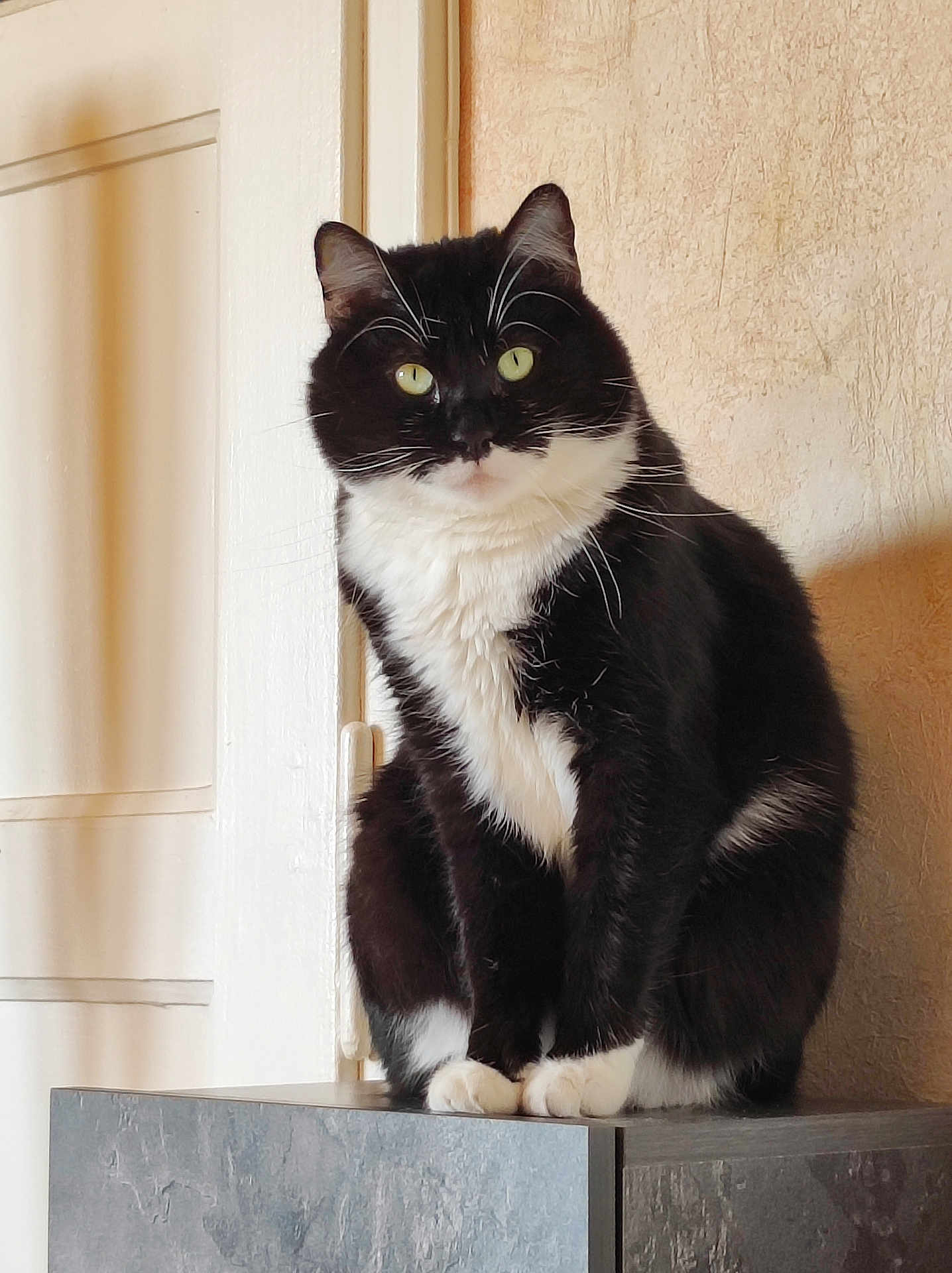 Félix participe au concours pour gagner de l'argent avec cette photo : cat, black_and_white, indoor, feline, pet, sitting, curious, green_eyes, fur, whiskers, door, wall, furniture, portrait, close_up, domestic_animal, cute, animal, quiet, calm