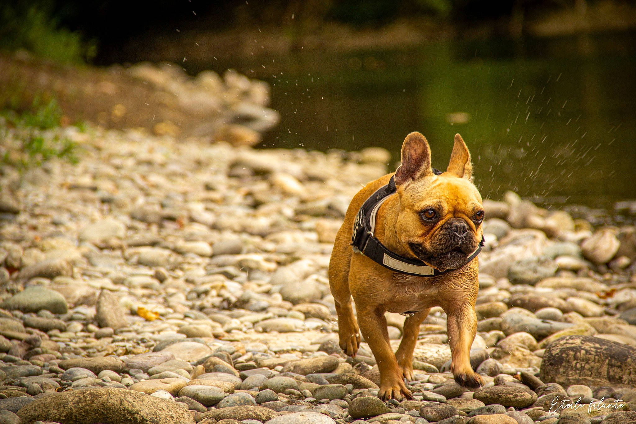 Neily a rejoint le concours — aidez-le/la à gagner de superbes lots ! bulldog, canidae, carnivore, companion_dog, dog, dog_breed, fawn, french_bulldog, grass, landscape, snout, soil, sporting_group, terrestrial_animal, toy_dog, water, whiskers, wood, working_animal, wrinkle