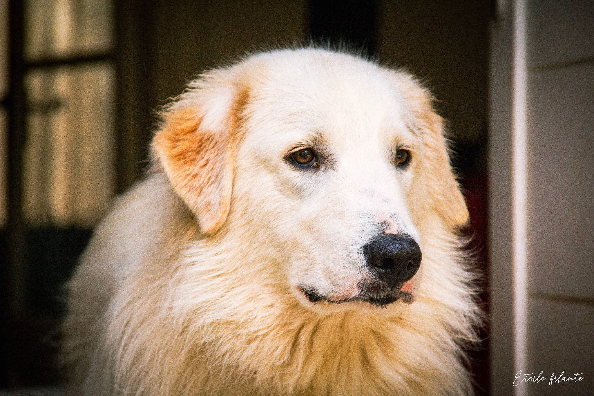 Loup a rejoint le concours — aidez-le/la à gagner de superbes lots ! ancient_dog_breeds, canidae, carnivore, companion_dog, dog, dog_breed, eye, fur, head, livestock_guardian_dog, snout, sporting_group, terrestrial_animal, whiskers, working_dog