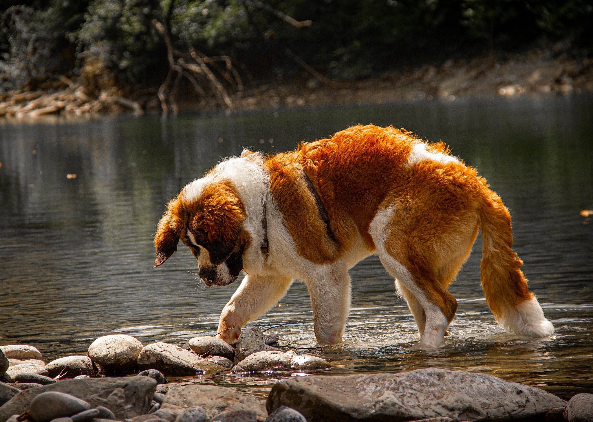 Scotch participe au concours pour gagner de l'argent avec cette photo : canidae, carnivore, companion_dog, dog, dog_breed, fawn, gun_dog, lake, liquid, natural_landscape, rock, snout, sporting_group, tail, terrestrial_animal, water, wildlife, wood, working_animal, working_dog