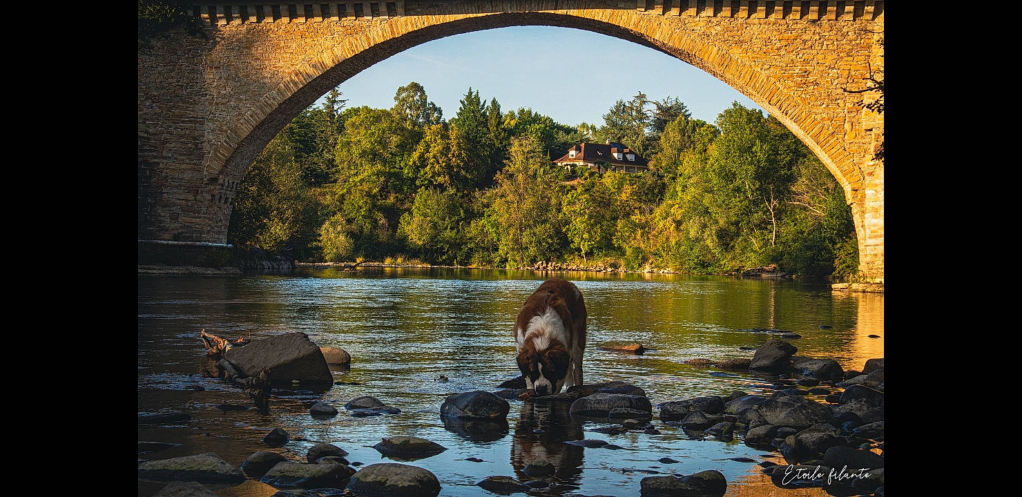 Scotch a rejoint le concours — aidez-le/la à gagner de superbes lots ! bank, biome, fluvial_landforms_of_streams, grass, lake, landscape, natural_landscape, nature, plant, riparian_zone, rural_area, sky, sunlight, tree, water, water_resources, watercourse, waterway, wood, working_animal