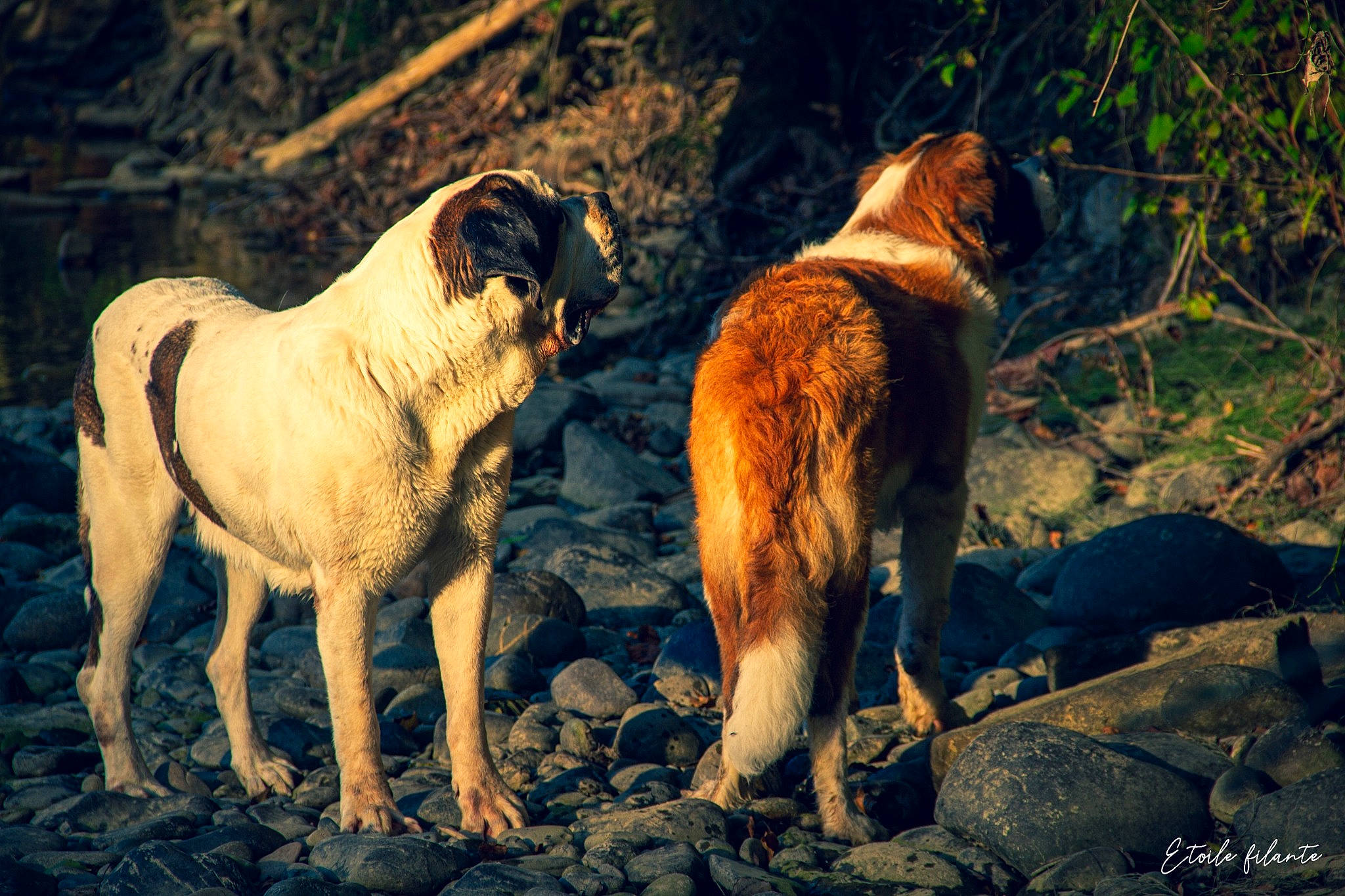 Scotch a rejoint le concours — aidez-le/la à gagner de superbes lots ! canidae, carnivore, companion_dog, dog, dog_breed, evening, fawn, forest, landscape, light, livestock, plant, soil, sporting_group, tail, terrestrial_animal, tree, wildlife, working_animal, working_dog