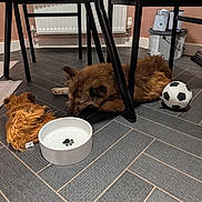 Roxy is registered to the contest to win money with this photo: animal, black_legs, brown_fur, cozy, dog, floor_tile, furniture, home, indoor, paint_cans, pet, quiet, radiator, relaxed, resting, sleeping, soccer_ball, table, toy, water_bowl