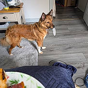 Roxy joined the competition — help win amazing prizes! dog, feather, indoor, floor, rug, table, flower, blue_flower, wood_floor, pet, collar, tag, household, plate, food, living_room, decor, furniture, brown_dog, canine