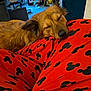 Roxy joined the competition — help win amazing prizes! animal, brown_dog, calm, casual_clothing, closeup, comfort, cozy, cute, dog, fur, furry, human_lap, indoor, mickey_mouse_pattern, nostalgia, orange_pants, pet, relaxation, resting, sleeping