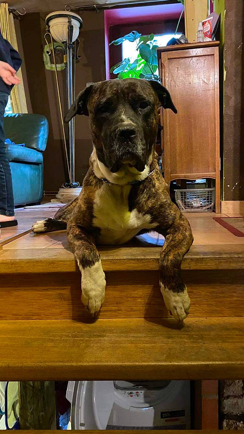 Troy participe au concours pour gagner de l'argent avec cette photo : backpack, bag, boxer, canidae, carnivore, companion_dog, dog, dog_breed, door, fawn, guard_dog, hardwood, luggage_and_bags, molosser, snout, sporting_group, table, terrestrial_animal, wood, working_animal