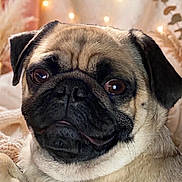 Otis joined the competition — help win amazing prizes! dog, pug, pet, close_up, portrait, animal, cute, cozy, blanket, indoor, warm_lighting, face, fur, ears, snout, expression, relaxed, brown_eyes, small_dog, companion
