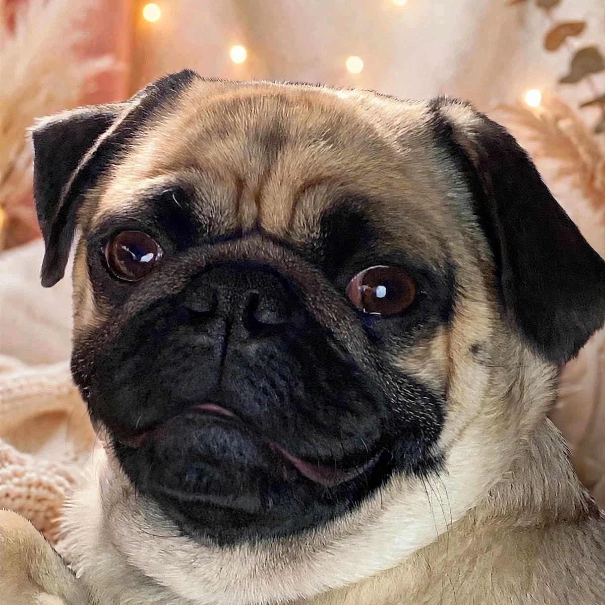 Otis joined the competition — help win amazing prizes! dog, pug, pet, close_up, portrait, animal, cute, cozy, blanket, indoor, warm_lighting, face, fur, ears, snout, expression, relaxed, brown_eyes, small_dog, companion