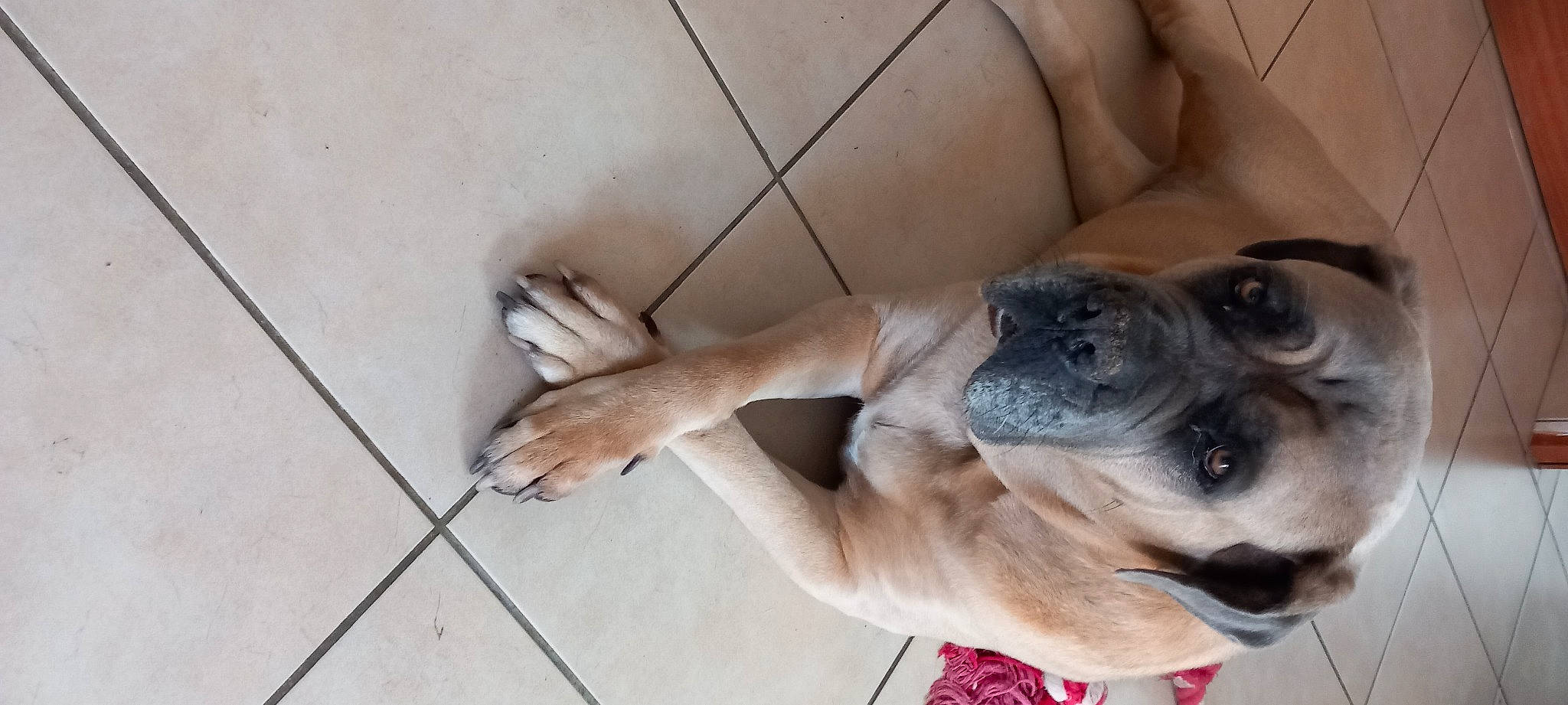 Golden participe au concours pour gagner de l'argent avec cette photo : carnivore, collar, companion_dog, dog, dog_breed, dog_collar, door, fawn, flooring, hardwood, paw, pet_supply, snout, sporting_group, tail, toy_dog, whiskers, wood, working_animal, wrinkle