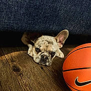 Stitch joined the competition — help win amazing prizes! dog, french_bulldog, puppy, basketball, nike, wooden_floor, couch, indoor, pet, animal, cute, curious, ears, brown, black_nose, flooring, playing, resting, closeup, young