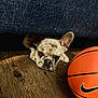 dog, french_bulldog, puppy, basketball, nike, wooden_floor, couch, indoor, pet, animal, cute, curious, ears, brown, black_nose, flooring, playing, resting, closeup, young