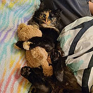 Kali joined the competition — help win amazing prizes! bedding, bedroom, blanket_pattern, cat, closeup, colorful_blanket, cozy, cute, fur, human_arm, indoor, paw, pet, plush_toy, reclining, soft_toy, teddy_bear, tortoiseshell_cat, whiskers, wide_eyes