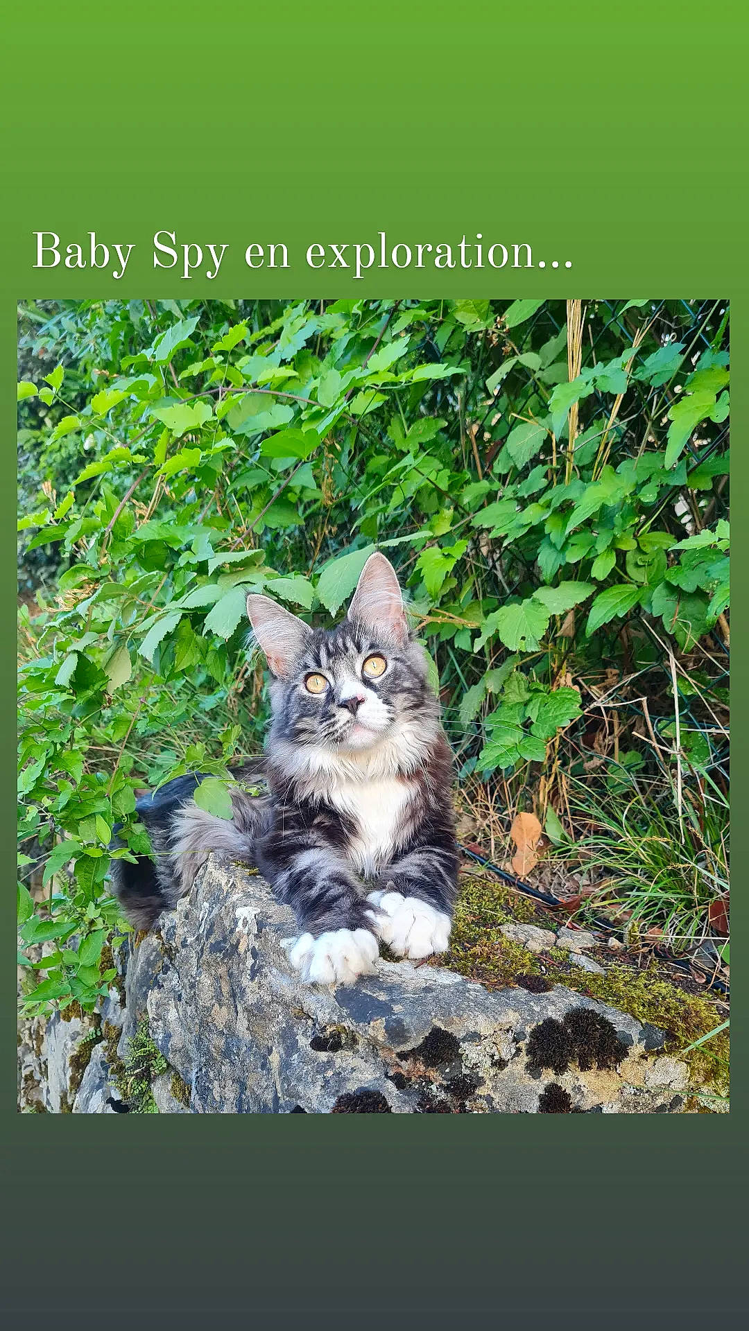 Spy a rejoint le concours — aidez-le/la à gagner de superbes lots ! adaptation, carnivore, cat, domestic_short_haired_cat, felidae, font, fur, grass, groundcover, organism, paw, photo_caption, plant, rectangle, small_to_medium_sized_cats, snout, tail, terrestrial_animal, terrestrial_plant, whiskers