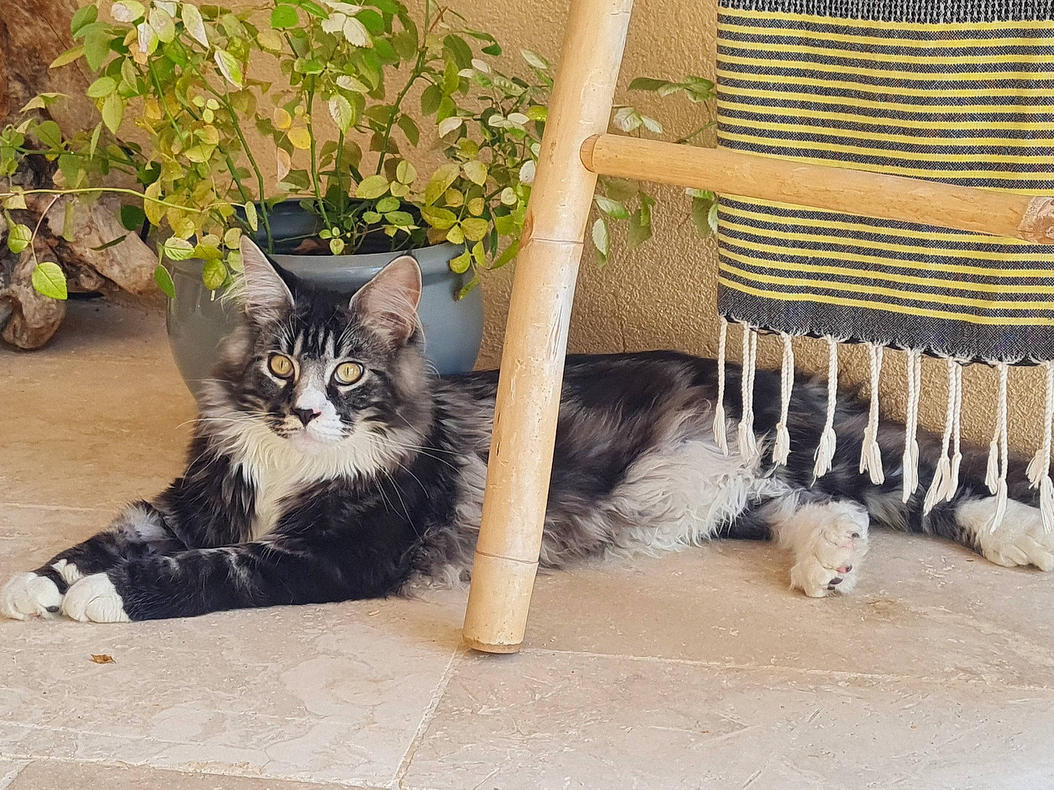 Spy a rejoint le concours — aidez-le/la à gagner de superbes lots ! carnivore, cat, chair, domestic_short_haired_cat, felidae, flowerpot, fur, grass, grey, house, houseplant, mammal, outdoor_furniture, plant, small_to_medium_sized_cats, snout, tail, whiskers, window, wood