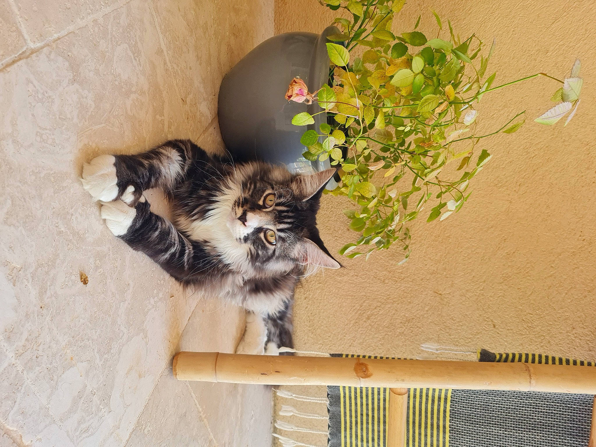 Spy a rejoint le concours — aidez-le/la à gagner de superbes lots ! annual_plant, carnivore, cat, domestic_short_haired_cat, felidae, flower, flowerpot, fur, grass, hardwood, herb, houseplant, paw, plant, small_to_medium_sized_cats, tail, twig, whiskers, wood