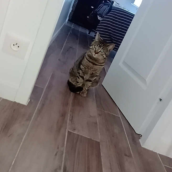 Redouane a rejoint le concours — aidez-le/la à gagner de superbes lots ! animal, architecture, building, cat, computerhardware, electronics, furniture, hardware, hardwood, indoors, interiordesign, livingroom, monitor, pet, plywood, room, screen, tv, wood, woodpanels