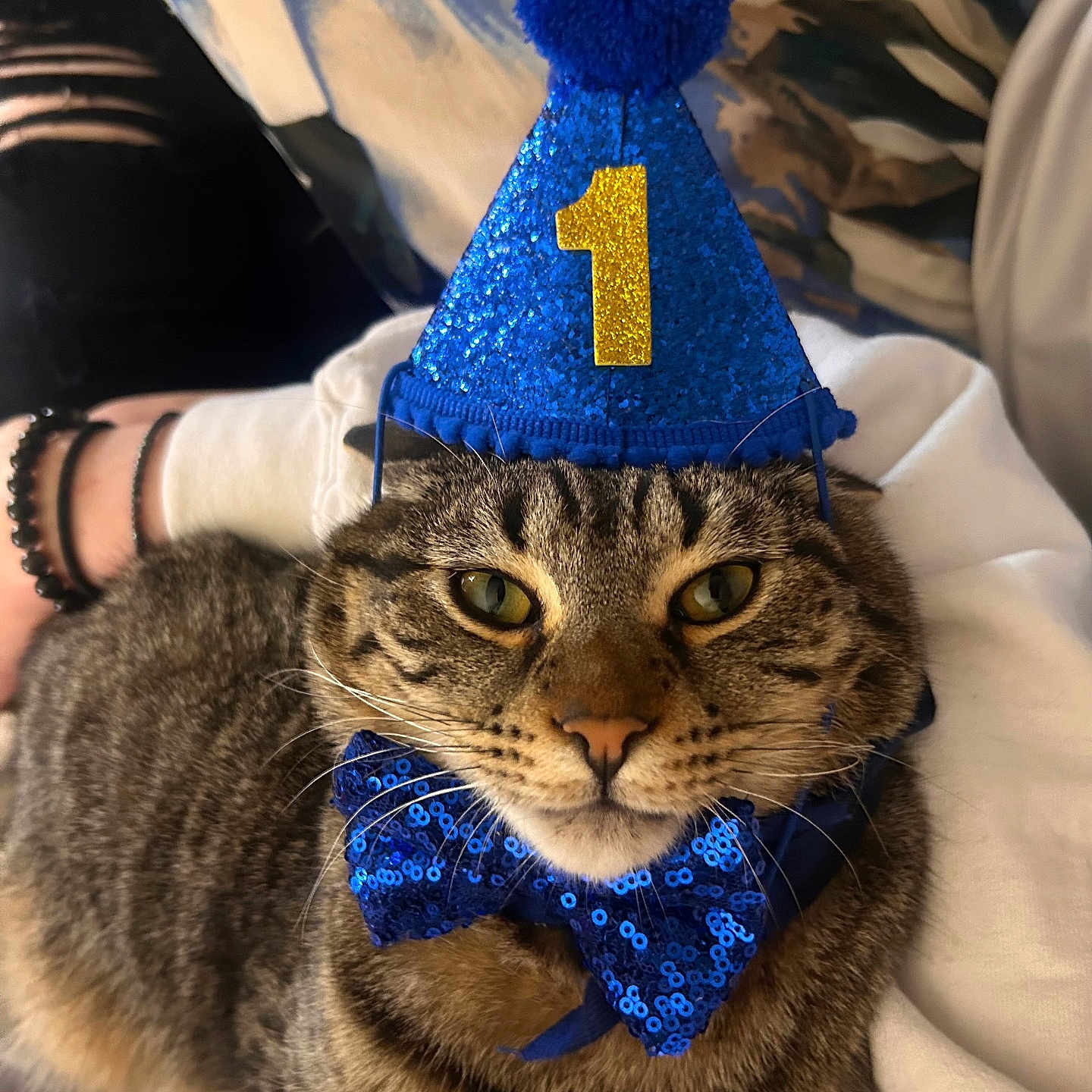 Loki joined the competition — help win amazing prizes! accessory, animal, birthday, blanket, blue, bow_tie, cat, celebration, close_up, cozy, cute, feline, indoor, party_hat, person_hand, pet, resting, sequins, tabby, whiskers