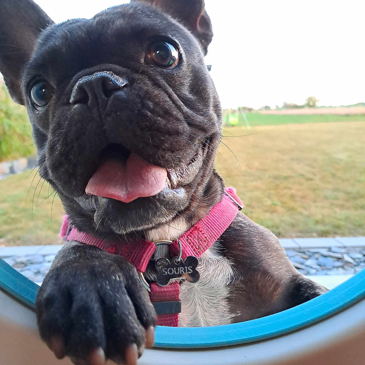 Souris participe au concours pour gagner de l'argent avec cette photo : animal, bodypart, bostonbull, boxer, bulldog, canine, dog, frenchbulldog, grass, mouth, person, pet, pitbull, plant, pug, puppy, tongue