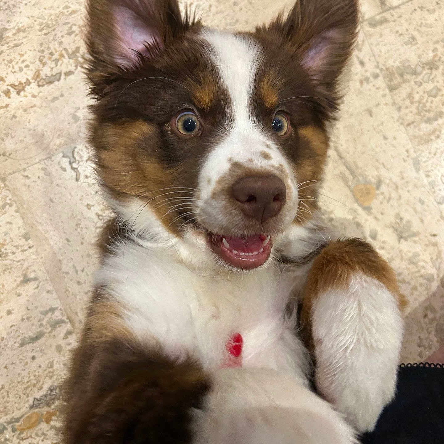 Ayla a rejoint le concours — aidez-le/la à gagner de superbes lots ! animal, ball, canine, cockerspaniel, collie, dog, face, football, head, hound, husky, papillon, person, pet, photography, portrait, puppy, rock, snout, soccer